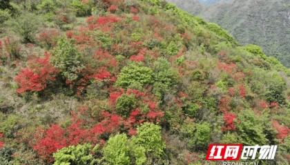 城步:南山映山红盛放