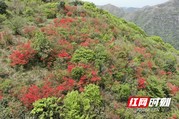 城步：南山映山红盛放