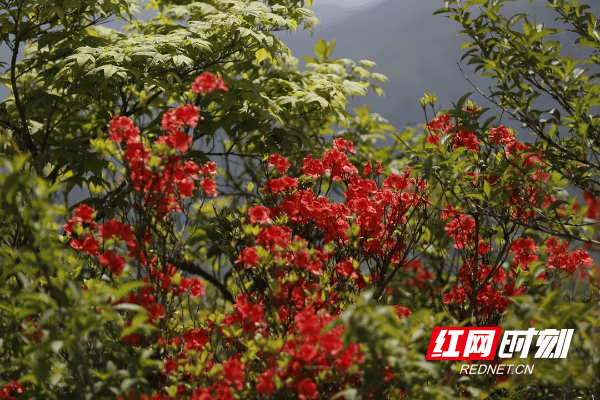 城步：南山映山红盛放